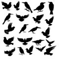 Different Types Of Birds Silhouette Vector