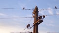 Birds on post with electrical wires against blue sky Royalty Free Stock Photo
