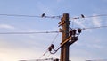birds on post with electrical wires against blue sky at sunrise Royalty Free Stock Photo