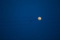 Birds on a power line, profiled against sky and rising full moon Royalty Free Stock Photo