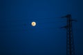 Birds on a power line, profiled against sky and rising full moon Royalty Free Stock Photo