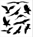 Bird of prey silhouettes Royalty Free Stock Photo