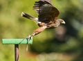 Birds of prey Royalty Free Stock Photo