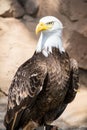 Birds of Prey - Bald Eagle Royalty Free Stock Photo