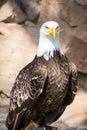 Birds of Prey - Bald Eagle Royalty Free Stock Photo