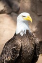 Birds of Prey - Bald Eagle Royalty Free Stock Photo