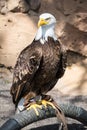 Birds of Prey - Bald Eagle Royalty Free Stock Photo