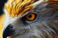 Birds of prey Closeup of wild hunter owls feathers, head