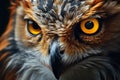 Birds of prey Closeup of wild hunter owls feathers, head