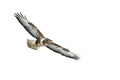 Birds of prey - Common buzzard Buteo buteo flying, hawk bird, predatory bird close up flying bird isolated