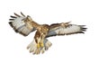 Birds of prey - Common buzzard Buteo buteo flying, hawk bird, predatory bird close up flying bird isolated