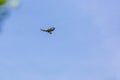 Birds of prey - Common buzzard flying, hawk bird