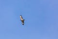Birds of prey - Common buzzard flying, hawk bird