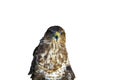 Birds of prey - Common Buzzard isolated on white background Royalty Free Stock Photo