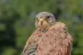 Birds of Prey - Common Kestrel - Falco Tinnunculus