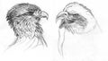Birds of Prey drawing Royalty Free Stock Photo