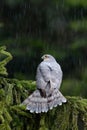 Birds of prey Eurasian sparrowhawk, Accipiter nisus, sitting on spruce tree during heavy rain in the forest