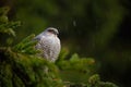 Birds of prey Eurasian sparrowhawk, Accipiter nisus, sitting on spruce tree during heavy rain in the forest. Hawk in the rainy dar