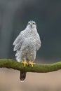 Birds of prey Goshawk Accipiter gentilis juvenile bird hunting time Poland Europe adult male bird sitting on the tree