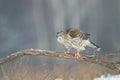 Birds of prey Goshawk Accipiter gentilis juvenile bird hunting time Poland Europe adult male bird sitting on the branch