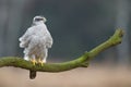 Birds of prey Goshawk Accipiter gentilis juvenile bird hunting time Poland Europe adult male bird sitting on the branch