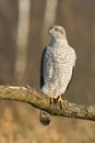 Birds of prey Goshawk Accipiter gentilis juvenile bird hunting time Poland Europe adult male bird sitting on the tree