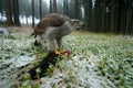 Birds of prey Goshawk with kill catch red squirrel in the forest with winter snow - photo with wide angle lens