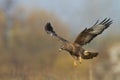 Birds of prey - landing Common buzzard Buteo buteo in the fields Royalty Free Stock Photo