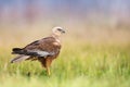 Birds of prey - Marsh Harrier Circus aeruginosus hunting time bird landing spring time Royalty Free Stock Photo