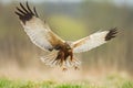 Birds of prey - Marsh Harrier Circus aeruginosus hunting time bird landing spring time Royalty Free Stock Photo