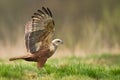 Birds of prey - Marsh Harrier Circus aeruginosus hunting time bird landing spring time Royalty Free Stock Photo