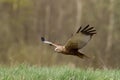 Birds of prey - Marsh Harrier Circus aeruginosus hunting time bird landing spring time Royalty Free Stock Photo