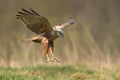 Birds of prey - Marsh Harrier Circus aeruginosus hunting time bird landing spring time Royalty Free Stock Photo