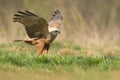 Birds of prey - Marsh Harrier Circus aeruginosus hunting time bird landing spring time Royalty Free Stock Photo