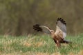 Birds of prey - Marsh Harrier Circus aeruginosus hunting time bird landing spring time Royalty Free Stock Photo