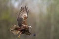 Birds of prey - Marsh Harrier Circus aeruginosus hunting time bird landing spring time Royalty Free Stock Photo