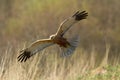 Birds of prey - Marsh Harrier Circus aeruginosus hunting time bird landing spring time Royalty Free Stock Photo