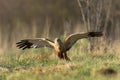 Birds of prey - Marsh Harrier Circus aeruginosus hunting time bird landing spring time Royalty Free Stock Photo