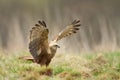 Birds of prey - Marsh Harrier Circus aeruginosus hunting time bird landing spring time Royalty Free Stock Photo