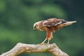 Birds of prey - Marsh Harrier Circus aeruginosus hunting time bird landing spring time Royalty Free Stock Photo