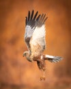 Birds of prey - Marsh Harrier male Circus aeruginosus hunting time Royalty Free Stock Photo