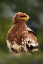 Birds of prey on the meadow with autumn forest in the background. Steppe Eagle, Aquila nipalensis, sitting in the grass on Royalty Free Stock Photo