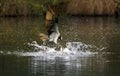 Birds of Prey - Osprey fishing