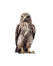 Birds of prey - Red-tailed Hawk isolated on white background. Royalty Free Stock Photo