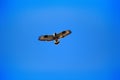 Rough-legged Buzzard flying over nest.