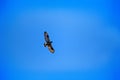 Rough-legged Buzzard flying over nest.