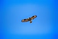 Rough-legged Buzzard flying over nest.