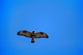 Rough-legged Buzzard flying over nest.