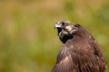 Birds of prey - Saker Falcon Falco cherrug. Close-up portrait Royalty Free Stock Photo