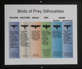 Birds of Prey Silhouettes Guide Royalty Free Stock Photo